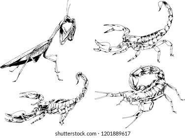 vector drawings sketches different insects bugs Scorpions spiders drawn in ink by hand , objects with no background