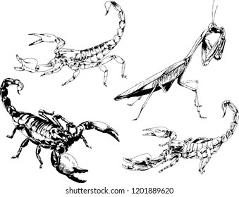 vector drawings sketches different insects bugs Scorpions spiders drawn in ink by hand , objects with no background
