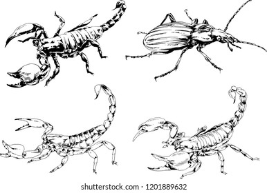 vector drawings sketches different insects bugs Scorpions spiders drawn in ink by hand , objects with no background