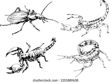 vector drawings sketches different insects bugs Scorpions spiders drawn in ink by hand , objects with no background