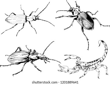 vector drawings sketches different insects bugs Scorpions spiders drawn in ink by hand , objects with no background