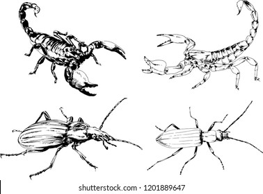 vector drawings sketches different insects bugs Scorpions spiders drawn in ink by hand , objects with no background