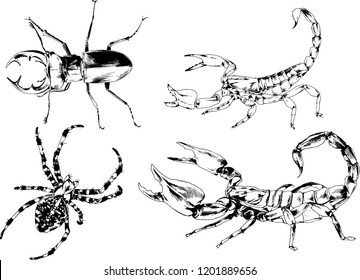 vector drawings sketches different insects bugs Scorpions spiders drawn in ink by hand , objects with no background