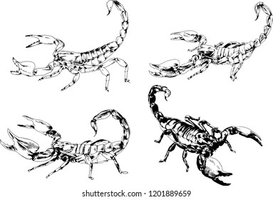 vector drawings sketches different insects bugs Scorpions spiders drawn in ink by hand , objects with no background