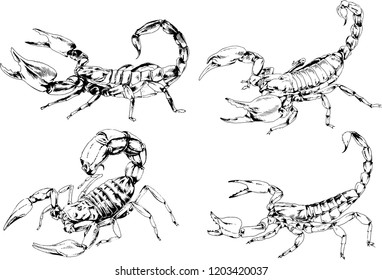 vector drawings sketches different insects bugs Scorpions spiders drawn in ink by hand , objects with no background