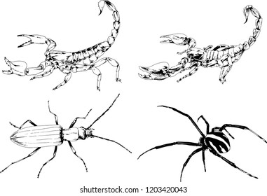 vector drawings sketches different insects bugs Scorpions spiders drawn in ink by hand , objects with no background