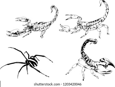 vector drawings sketches different insects bugs Scorpions spiders drawn in ink by hand , objects with no background