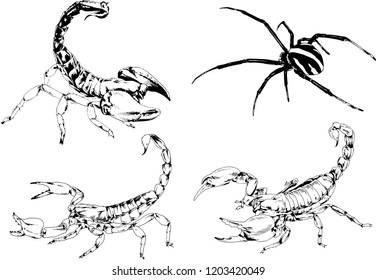 vector drawings sketches different insects bugs Scorpions spiders drawn in ink by hand , objects with no background