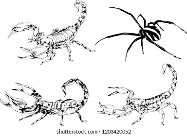 vector drawings sketches different insects bugs Scorpions spiders drawn in ink by hand , objects with no background