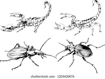 vector drawings sketches different insects bugs Scorpions spiders drawn in ink by hand , objects with no background