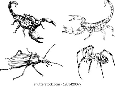 vector drawings sketches different insects bugs Scorpions spiders drawn in ink by hand , objects with no background