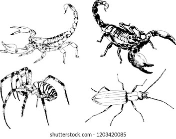 vector drawings sketches different insects bugs Scorpions spiders drawn in ink by hand , objects with no background