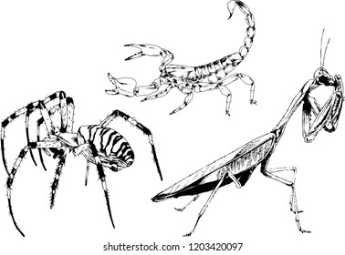 vector drawings sketches different insects bugs Scorpions spiders drawn in ink by hand , objects with no background