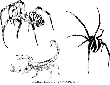 vector drawings sketches different insects bugs Scorpions spiders drawn in ink by hand , objects with no background
