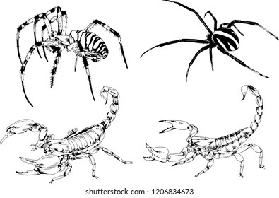 vector drawings sketches different insects bugs Scorpions spiders drawn in ink by hand , objects with no background