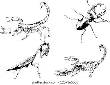 vector drawings sketches different insects bugs Scorpions spiders drawn in ink by hand , objects with no background