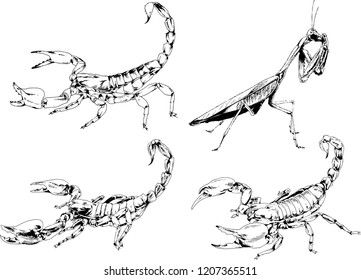 vector drawings sketches different insects bugs Scorpions spiders drawn in ink by hand , objects with no background
