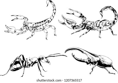 vector drawings sketches different insects bugs Scorpions spiders drawn in ink by hand , objects with no background