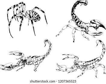 vector drawings sketches different insects bugs Scorpions spiders drawn in ink by hand , objects with no background