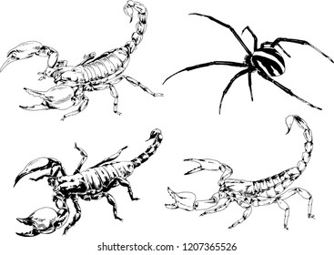 vector drawings sketches different insects bugs Scorpions spiders drawn in ink by hand , objects with no background