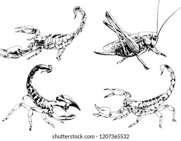 vector drawings sketches different insects bugs Scorpions spiders drawn in ink by hand , objects with no background
