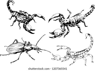 vector drawings sketches different insects bugs Scorpions spiders drawn in ink by hand , objects with no background