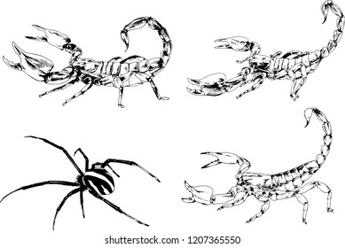 vector drawings sketches different insects bugs Scorpions spiders drawn in ink by hand , objects with no background