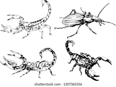 vector drawings sketches different insects bugs Scorpions spiders drawn in ink by hand , objects with no background