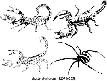 vector drawings sketches different insects bugs Scorpions spiders drawn in ink by hand , objects with no background