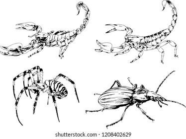 vector drawings sketches different insects bugs Scorpions spiders drawn in ink by hand , objects with no background