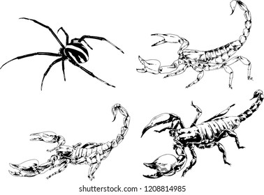 vector drawings sketches different insects bugs Scorpions spiders drawn in ink by hand , objects with no background
