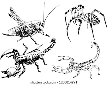 vector drawings sketches different insects bugs Scorpions spiders drawn in ink by hand , objects with no background