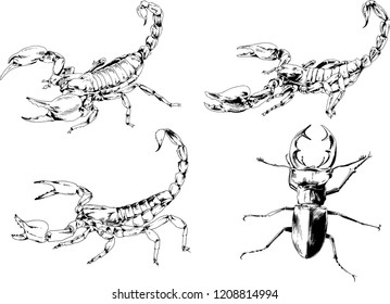 vector drawings sketches different insects bugs Scorpions spiders drawn in ink by hand , objects with no background