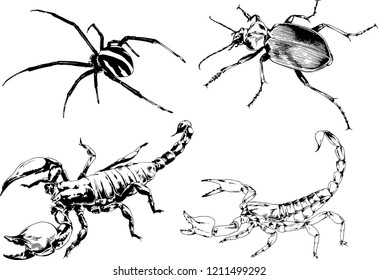 vector drawings sketches different insects bugs Scorpions spiders drawn in ink by hand , objects with no background