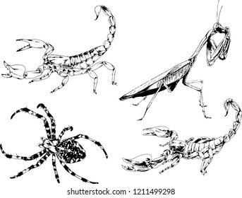 vector drawings sketches different insects bugs Scorpions spiders drawn in ink by hand , objects with no background