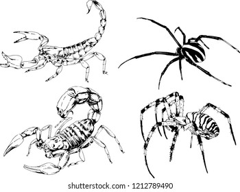 vector drawings sketches different insects bugs Scorpions spiders drawn in ink by hand , objects with no background