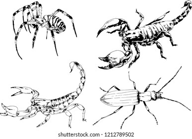 vector drawings sketches different insects bugs Scorpions spiders drawn in ink by hand , objects with no background