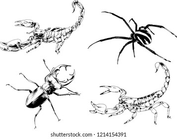 vector drawings sketches different insects bugs Scorpions spiders drawn in ink by hand , objects with no background