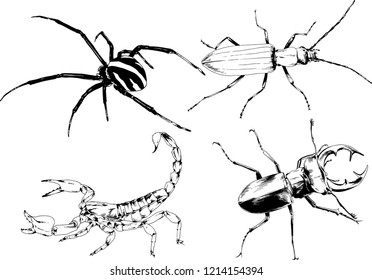 vector drawings sketches different insects bugs Scorpions spiders drawn in ink by hand , objects with no background
