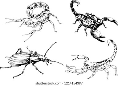 vector drawings sketches different insects bugs Scorpions spiders drawn in ink by hand , objects with no background
