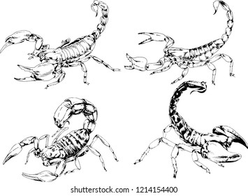 vector drawings sketches different insects bugs Scorpions spiders drawn in ink by hand , objects with no background