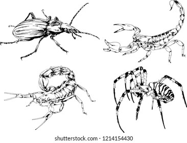vector drawings sketches different insects bugs Scorpions spiders drawn in ink by hand , objects with no background