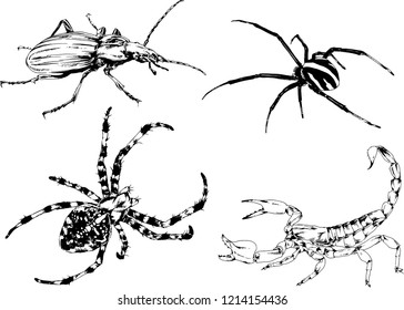 vector drawings sketches different insects bugs Scorpions spiders drawn in ink by hand , objects with no background