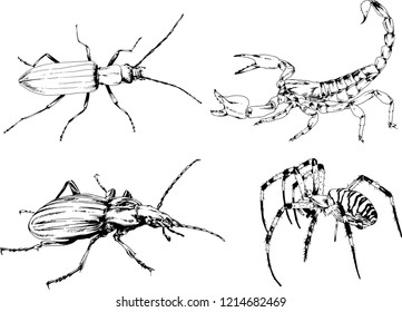 vector drawings sketches different insects bugs Scorpions spiders drawn in ink by hand , objects with no background