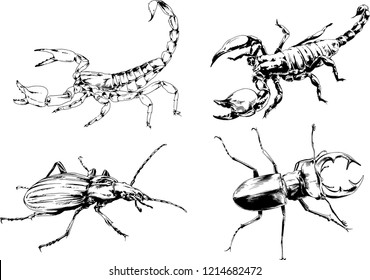 vector drawings sketches different insects bugs Scorpions spiders drawn in ink by hand , objects with no background