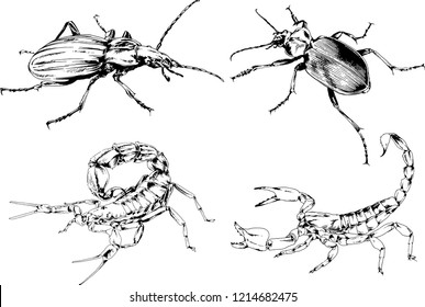 vector drawings sketches different insects bugs Scorpions spiders drawn in ink by hand , objects with no background