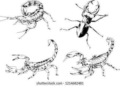 vector drawings sketches different insects bugs Scorpions spiders drawn in ink by hand , objects with no background