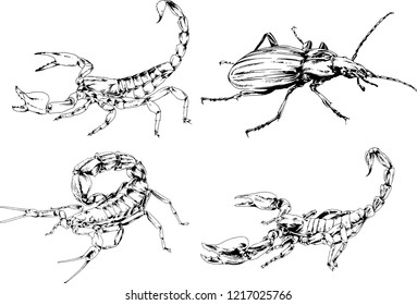 vector drawings sketches different insects bugs Scorpions spiders drawn in ink by hand , objects with no background