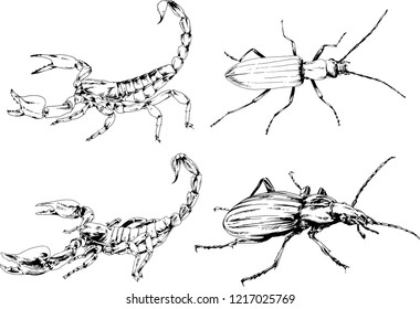 vector drawings sketches different insects bugs Scorpions spiders drawn in ink by hand , objects with no background