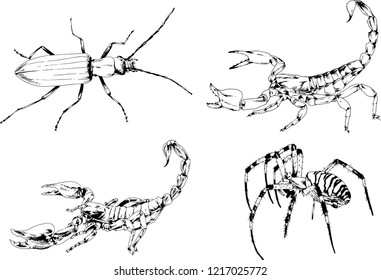 vector drawings sketches different insects bugs Scorpions spiders drawn in ink by hand , objects with no background